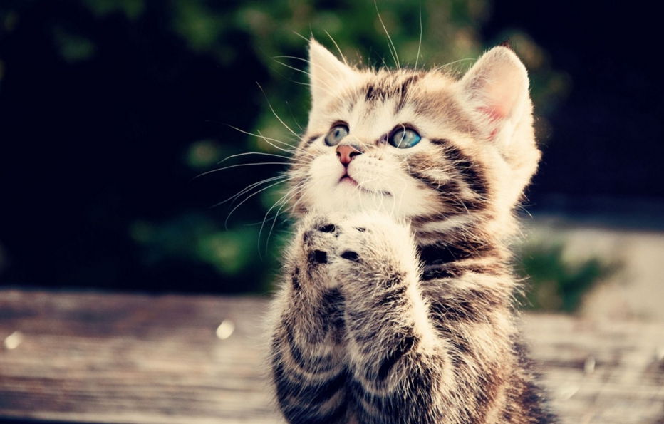 14 sposobov kak koty demonstriruyut vam svoyu lyubov