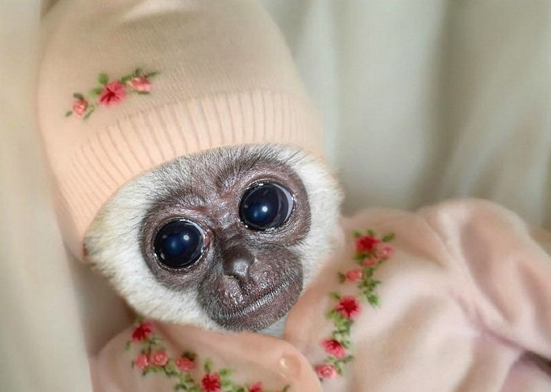 Pod znakom Ognennoj Obez yany kakoj stol gotovit k vstreche 2016 goda