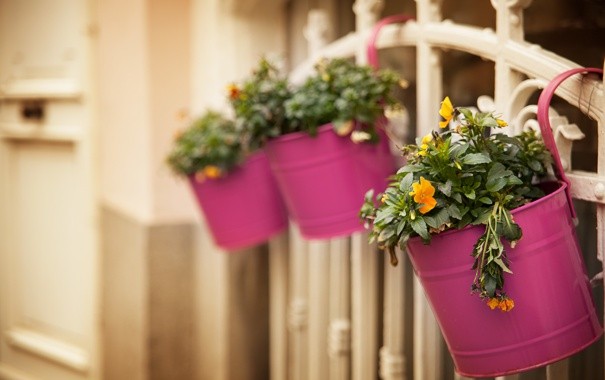 Законы магии — что можно и что нельзя иметь в доме