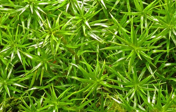 Алоэ для похудения