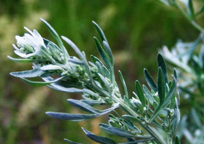 Горькая полынь для похудения 8 Горькая полынь для похудения