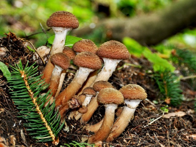 SHimedzhi podrobnaya harakteristika e tih gribov