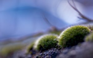 Исландский мох лечебные свойства