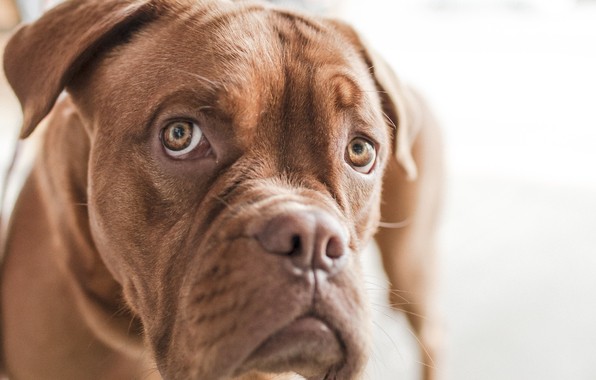 Почему животным нравится, когда их гладят?