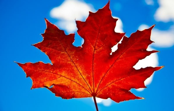 Гороскоп на ноябрь 2016 для всех знаков зодиака