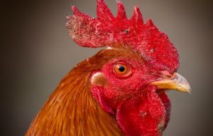 2017 год Огненного Петуха в чем лучше встречать, праздничное меню и какие подарки для родных лучше подобрать