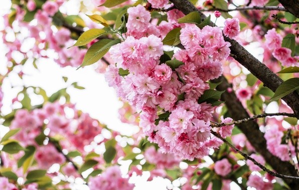 Гороскоп на апрель 2017 для всех знаков зодиака