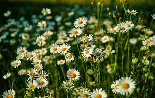 Гороскоп на июнь 2017 по знакам зодиака