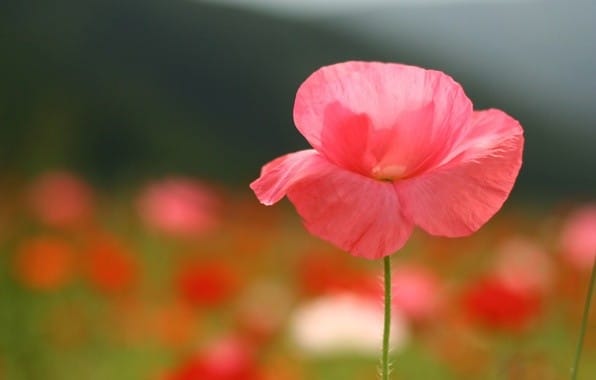 Гороскоп на август 2017 по знакам зодиака