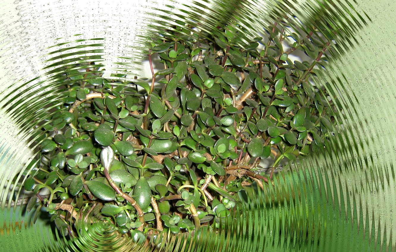 Денежное дерево — магнит благополучия