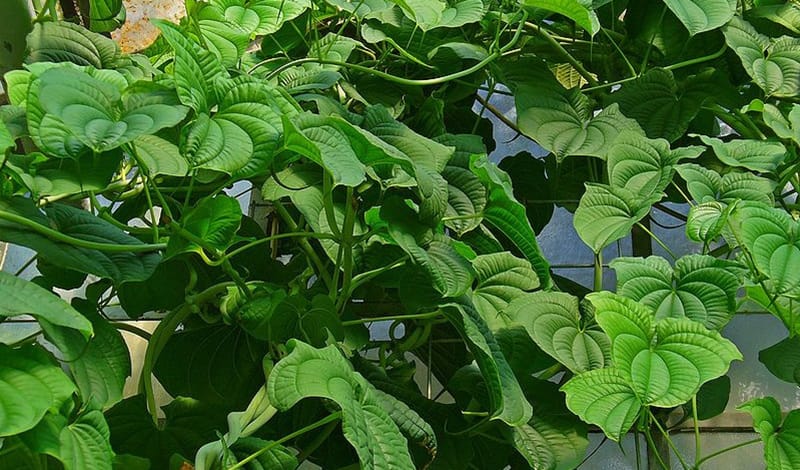 Дикий ямс для чего